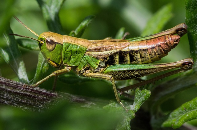 蚱蜢昆虫大型野生动物