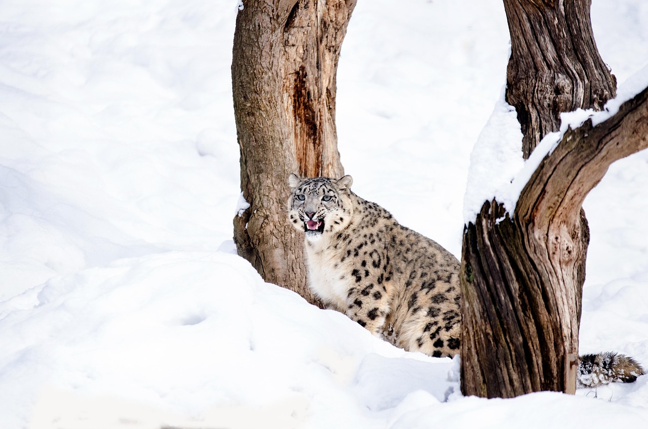 雪豹大猫野猫猎人