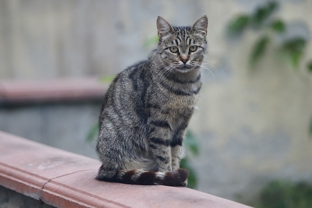 猫猫小猫坐