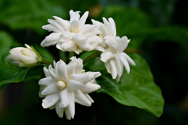 茉莉花植物芽