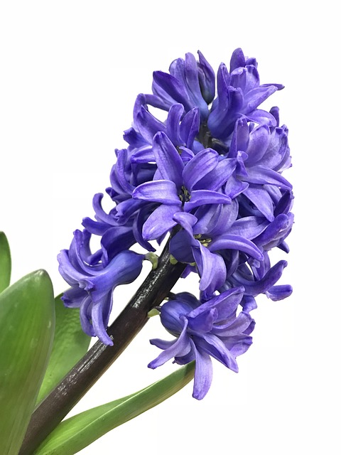 花卉植物自然花瓣