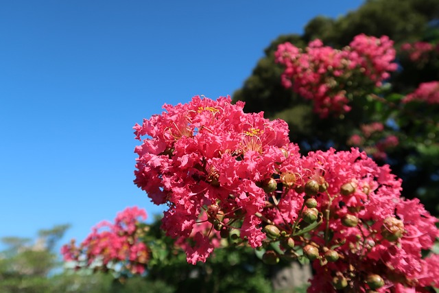 花紫薇%E6%B8%85%E6%BE%84%E5%BA%AD%E5%9C%92