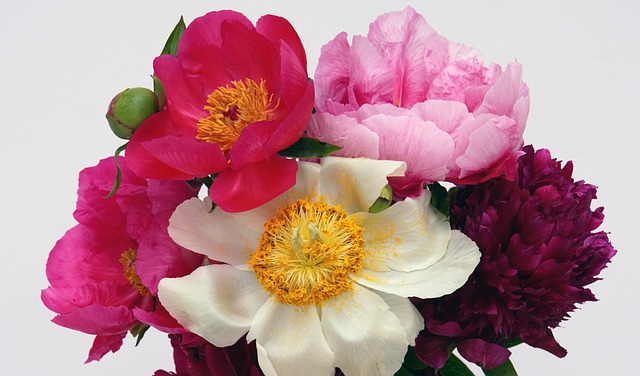 牡丹花花瓶花瓶