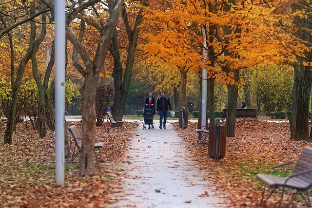 秋季公园自然季节树木