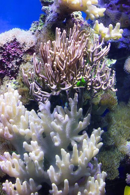 珊瑚水色石