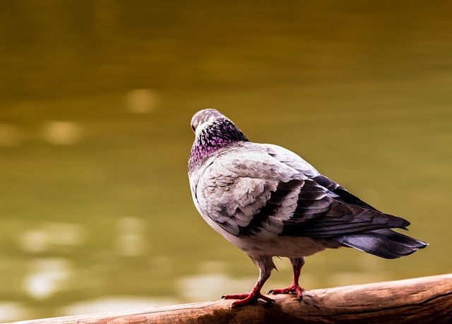鸽子鸟鸽子动物羽毛