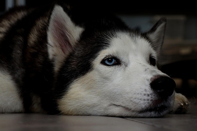 狗哈士奇犬科动物