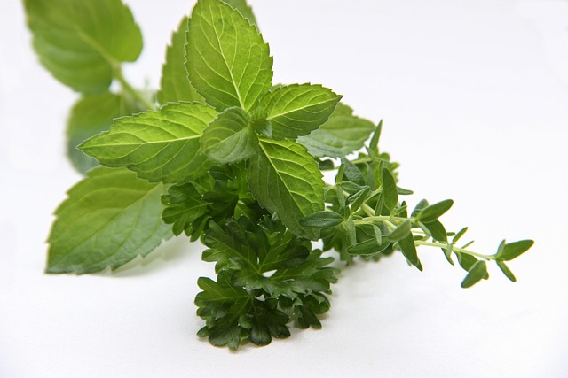 香草薄荷百里香淡绿色