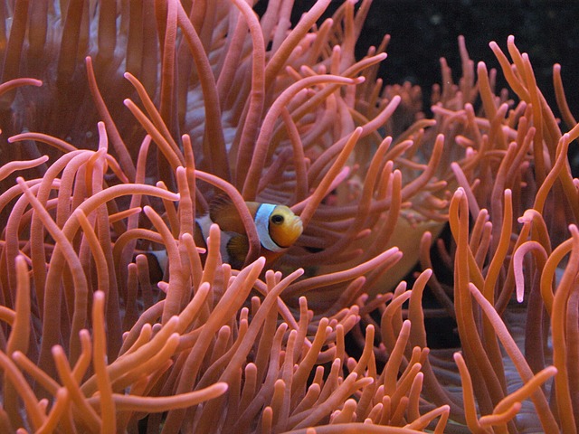 尼莫小丑鱼水族馆