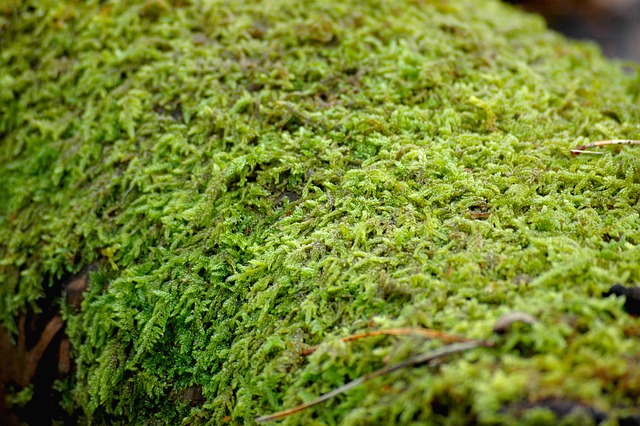 森林苔藓