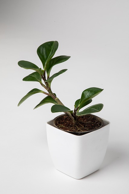 规划植物粘土盆栽土壤