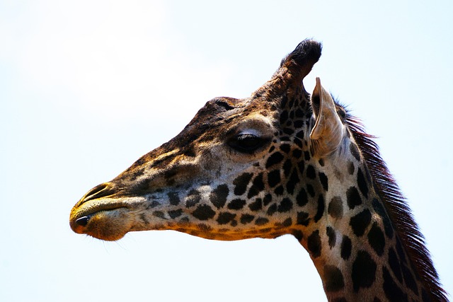 长颈鹿动物野生动物自然