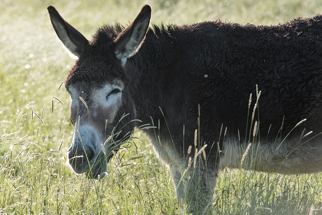 驴场哺乳动物动物本性