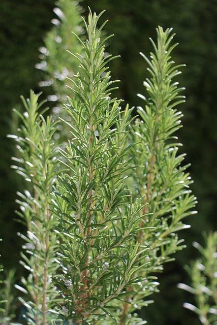 迷迭香花园草本灌木植物