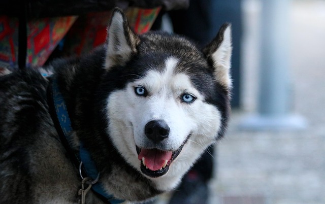 哈士奇犬动物哺乳动物冬季