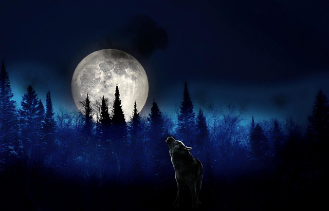 背景森林黑月狼