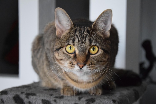猫动物宠物猫可爱