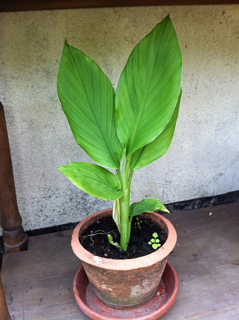 姜黄植物草本药用植物