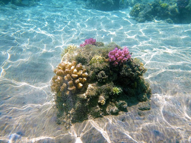 海底珊瑚礁