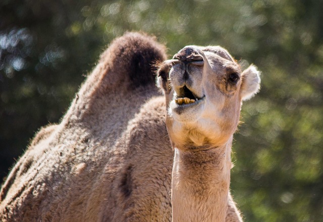骆驼摩洛哥沙漠自然动物
