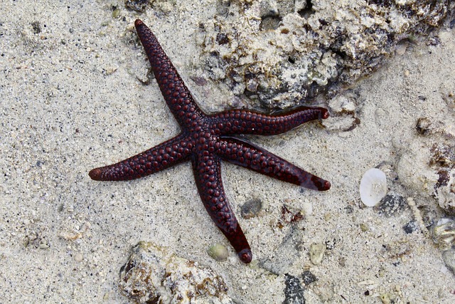 海星海星