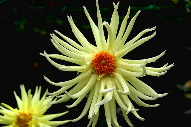 大丽花花园盛开