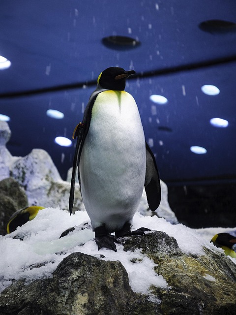 企鹅雪南极冬季鸟