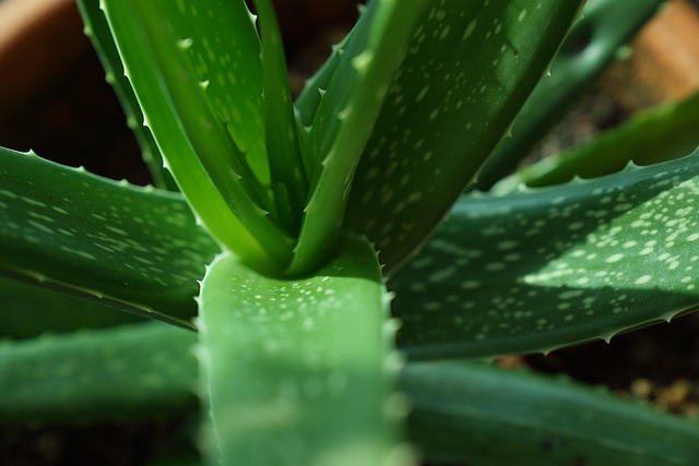 芦荟植物绿色自然叶子