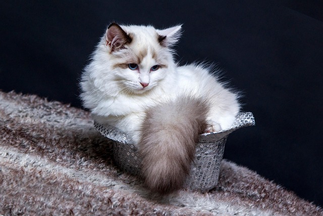猫谱系猫动物小猫