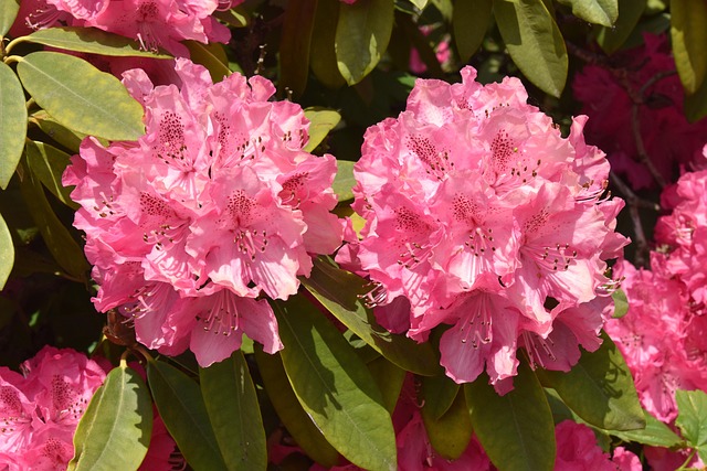 杜鹃花