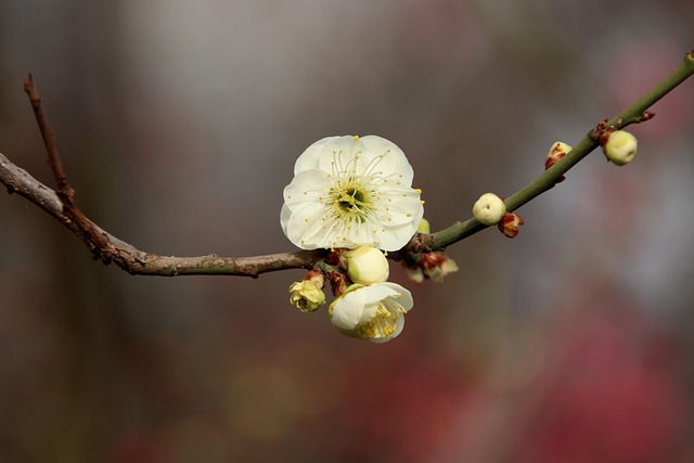 桃花白花自然