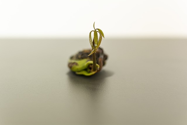 芒果树苗