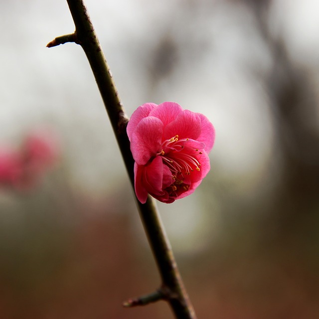 梅花枝春