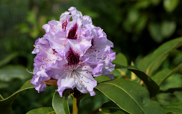 紫色斑点杜鹃花