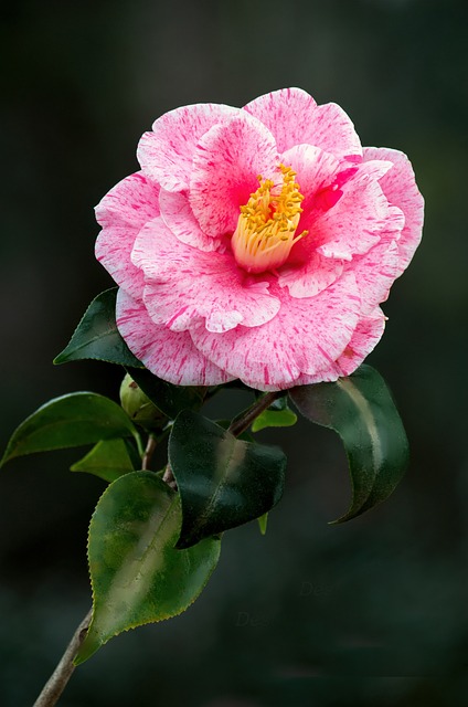 山茶花花瓣叶子