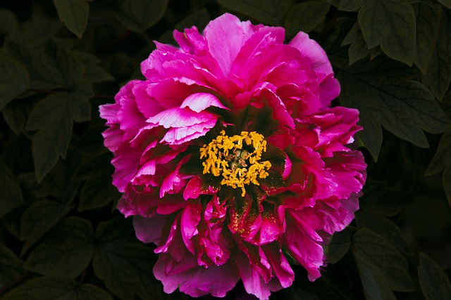 牡丹花植物粉红牡丹