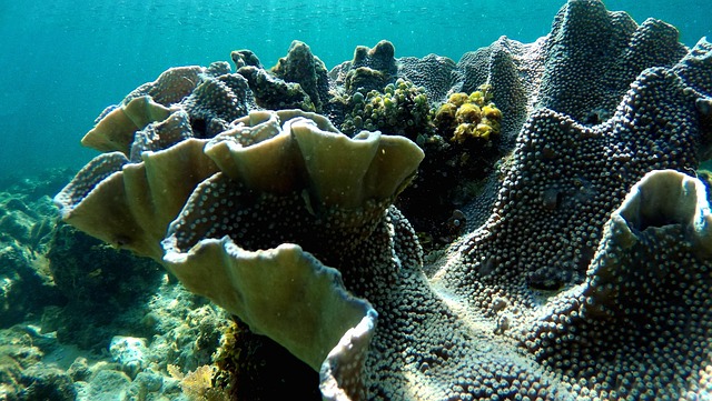 珊瑚水潜水海洋
