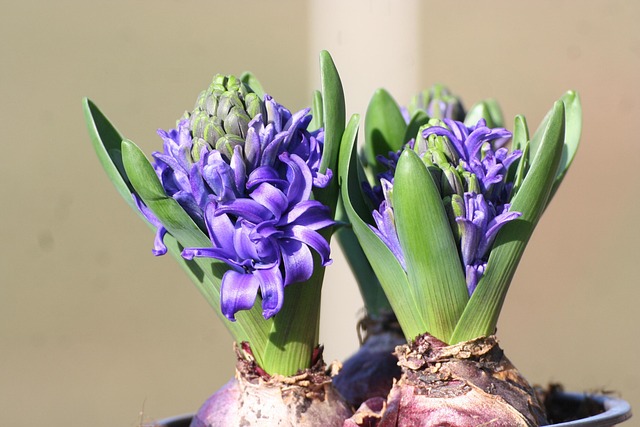 风信子洋葱花植物性质