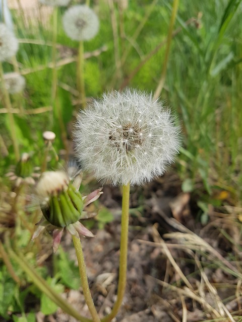 草自然野花草地