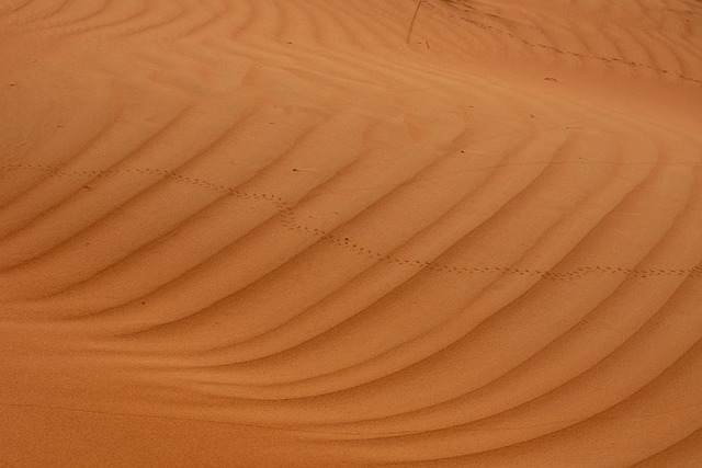 抽象动物足迹背景