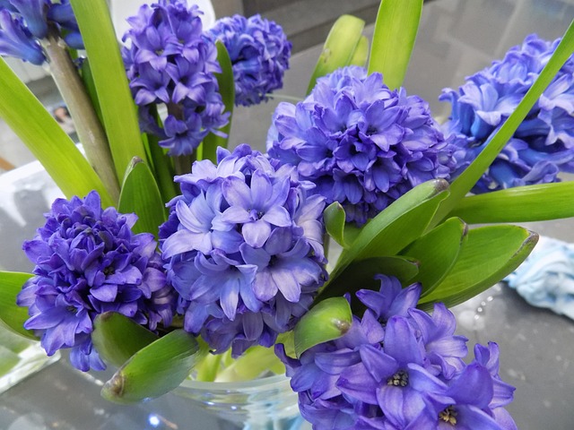 植物蓝色春天明亮的叶子