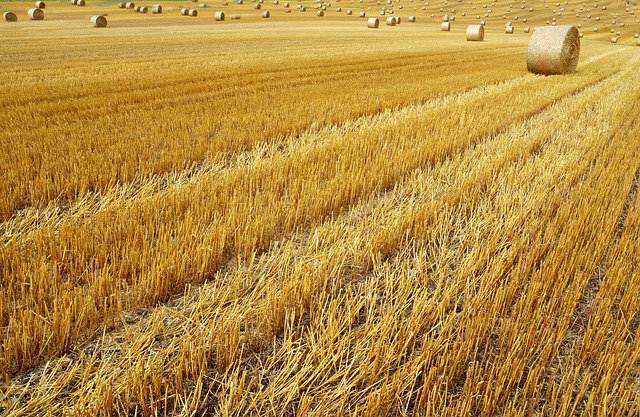 收获田农业性质