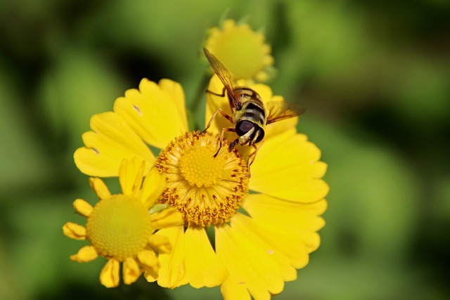 花明黄色植物园