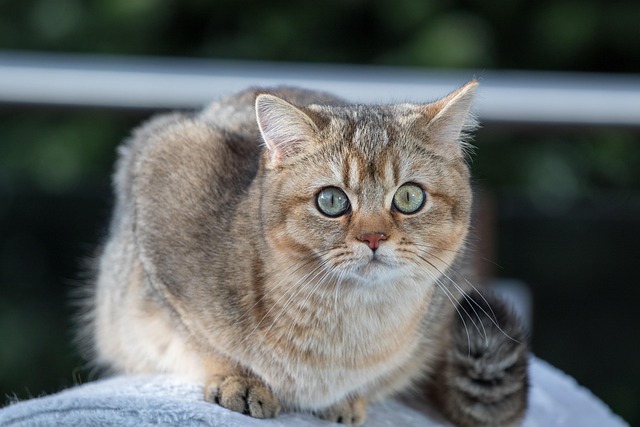 英国短毛猫宠物猫