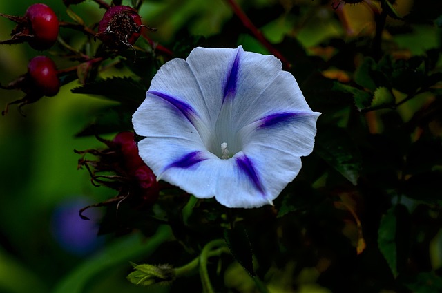 漏斗线花紫色自然