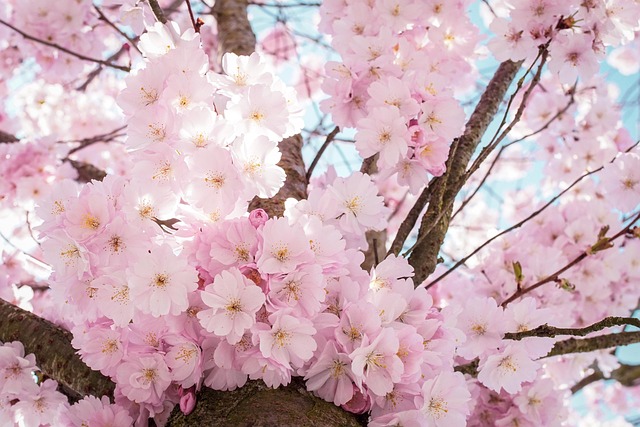 樱花花瓣自然树