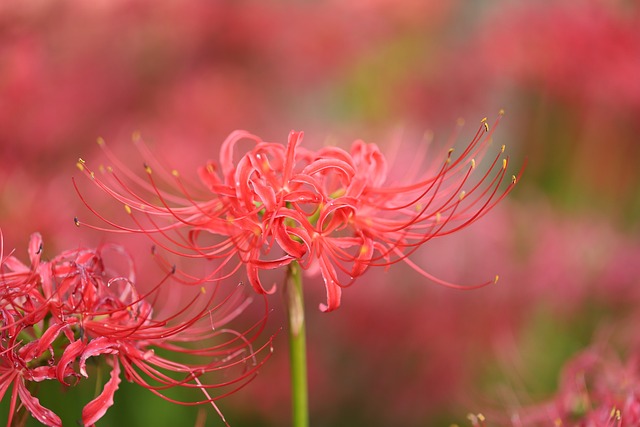花盆秋花紫