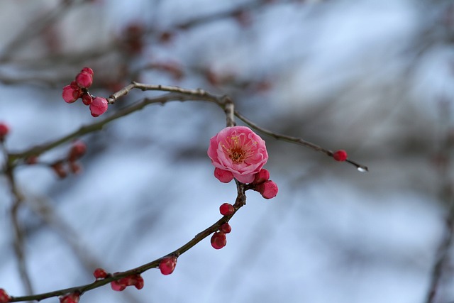 粉色花朵杏花