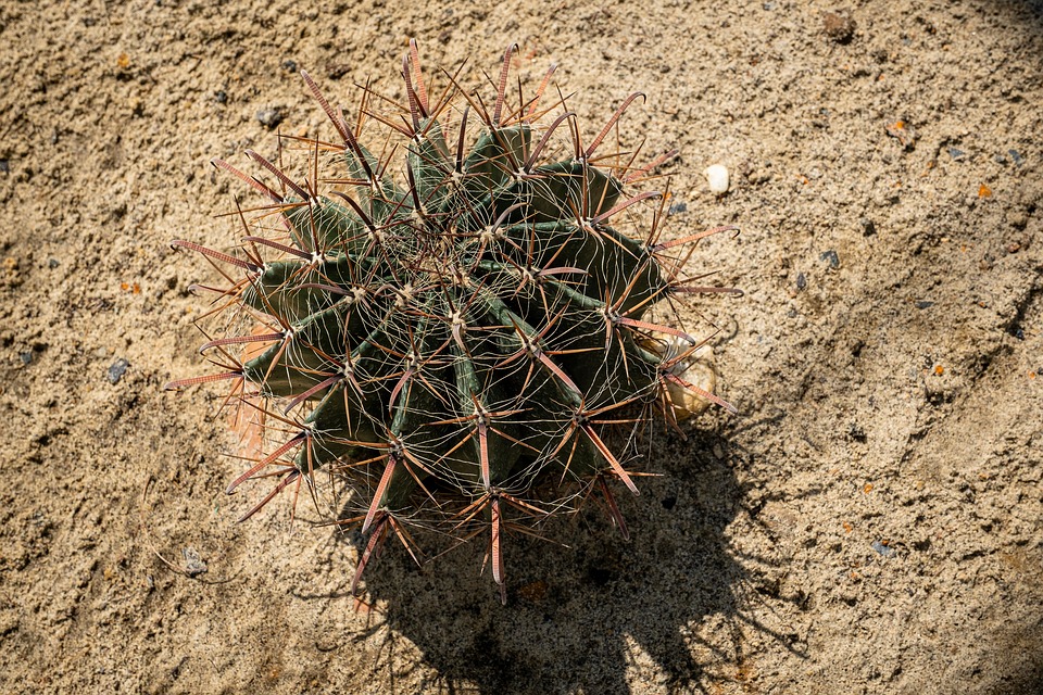 仙人掌植物肉质花