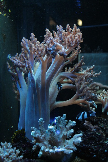 珊瑚水族馆海洋生物